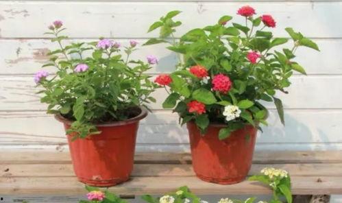 女星歌单爆料最新歌曲视频,热门歌曲视频抢先看 第3张 女星歌单爆料最新歌曲视频,热门歌曲视频抢先看 第3张